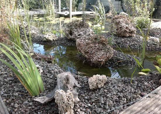 Plants pond with extra UV lamp